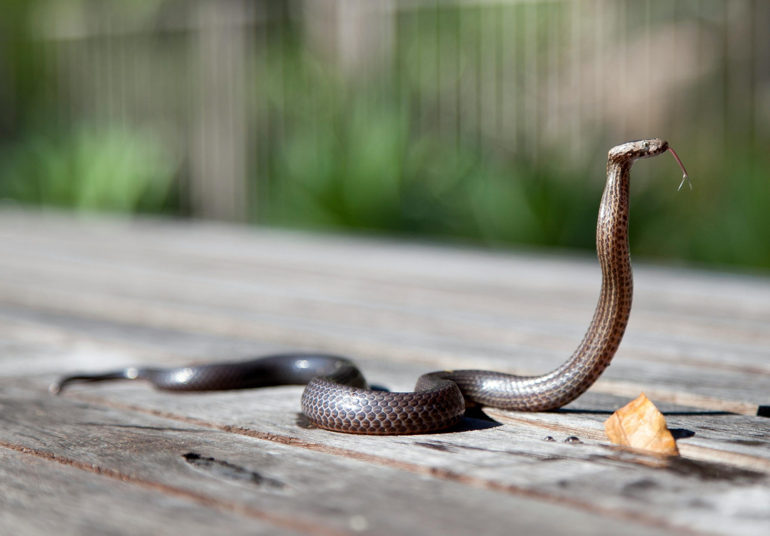 Hoy es Día Mundial de la Serpiente