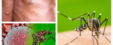 Virus Oropouche: amenaza para tus vacaciones de primavera